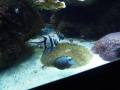 Berlyno zoologijos sodo akvariumas