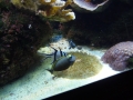 Berlyno zoologijos sodo akvariumas