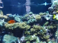 Berlyno zoologijos sodo akvariumas