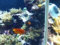 Berlyno zoologijos sodo akvariumas