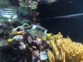 Berlyno zoologijos sodo akvariumas
