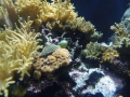 Berlyno zoologijos sodo akvariumas