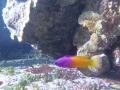 Berlyno zoologijos sodo akvariumas