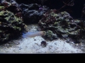 Berlyno zoologijos sodo akvariumas