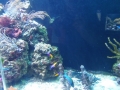 Berlyno zoologijos sodo akvariumas