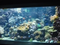 Berlyno zoologijos sodo akvariumas