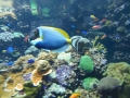 Berlyno zoologijos sodo akvariumas