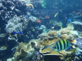 Berlyno zoologijos sodo akvariumas