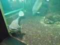 Berlyno zoologijos sodo akvariumas