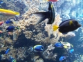 Berlyno zoologijos sodo akvariumas