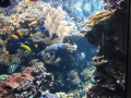 Berlyno zoologijos sodo akvariumas