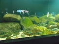 Berlyno zoologijos sodo akvariumas