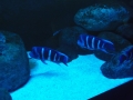 Berlyno zoologijos sodo akvariumas