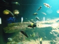 Berlyno zoologijos sodo akvariumas