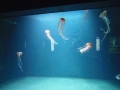 Berlyno zoologijos sodo akvariumas