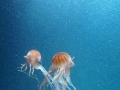 Berlyno zoologijos sodo akvariumas