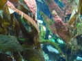 Berlyno zoologijos sodo akvariumas