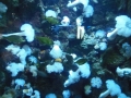 Berlyno zoologijos sodo akvariumas