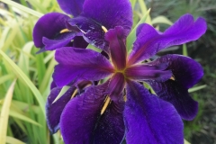 Iris lousiana 'Black Geomocock'