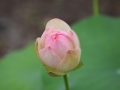 lotosai 2014-1 001