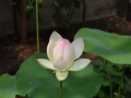 lotosai 2014-1 002
