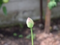 lotosai 2014-1 003
