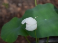 lotosai 2014-1 009
