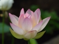 lotosai 2014-1 011