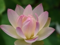 lotosai 2014-1 012