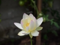 lotosai 2014-1 015