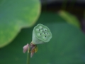 lotosai 2014-1 016