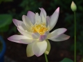 lotosai 2014-1 018