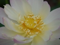 lotosai 2014-1 020