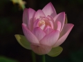 lotosai 2014-1 021