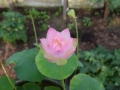lotosai 2014-1 023