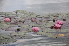 'Lily Pons'