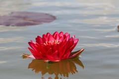 'Manee Red'