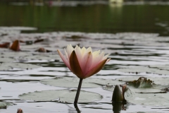'Peace Lily'