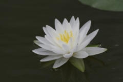'Perrys Double White'