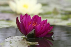 'Purple Fantasy'