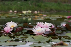'Rossenymphe'