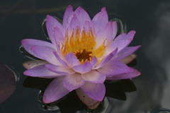 'Siam Purple'