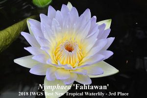 Trečia vieta - Nymphaea 'Fahtawan', autorius - Nopchai Chansilpa (Tailandas)