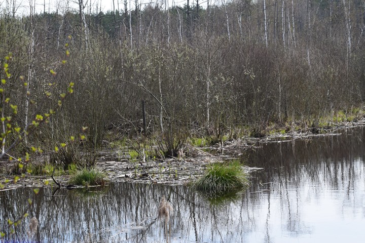 Kučiuliškės herpetologinis draustinis