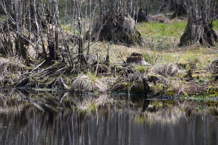 Kučiuliškės herpetologinis draustinis