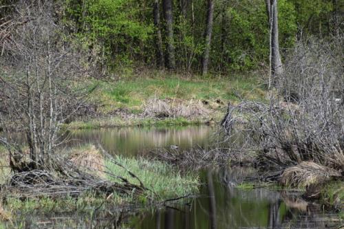 Kučiuliškės herpetologinis draustinis