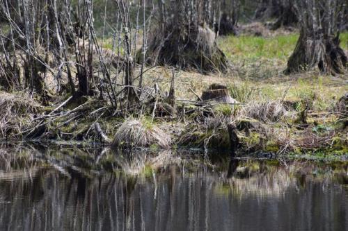 Kučiuliškės herpetologinis draustinis