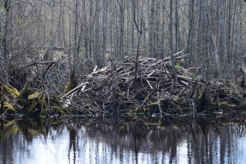 Kučiuliškės herpetologinis draustinis