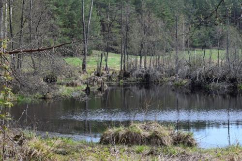 Kučiuliškės herpetologinis draustinis