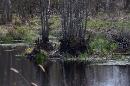 Kučiuliškės herpetologinis draustinis